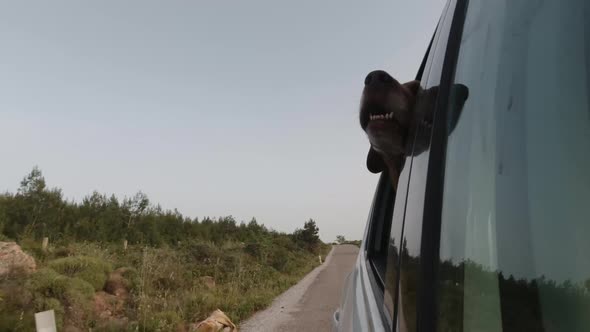 The Dog Rides In The Car And Looks Out The Open Window