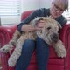 Sleepy older dog getting kisses and ear scratches sitting in his owners lap - VideoHive Item for Sale