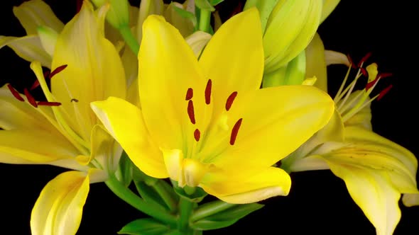 Time Lapse of Beautiful Yellow Lily Flower Blossoms