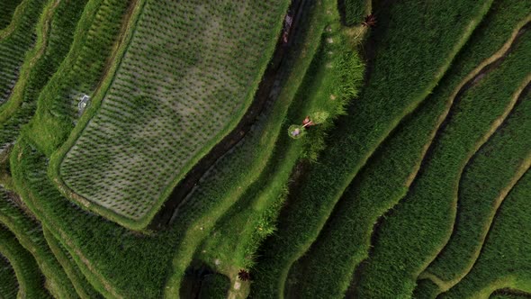 Farmer Collects Rice on Beautiful Rice Terrace