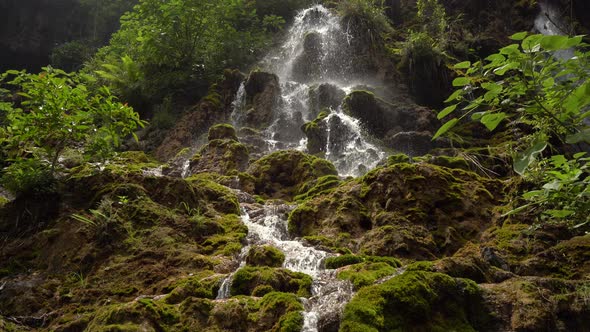 Mountain Stream in Green Forest 