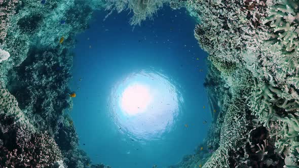 Coral Reef and Tropical Fish. Panglao, Philippines.