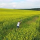 The Guy Runs Through the Flower Field Holding a Plane - VideoHive Item for Sale