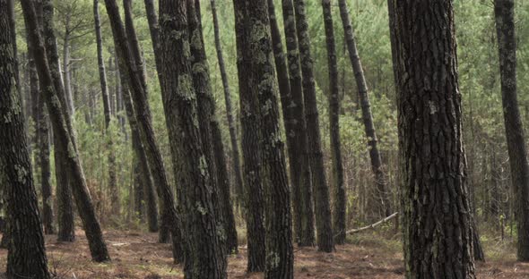 The Landes forest, Nouvelle Aquitaine, France. The Landes forest  is the largest man-made woodland i