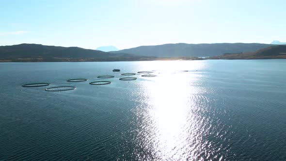 Long aerial shot of salmon pens on aquafarm; salmon farming, sun reflection