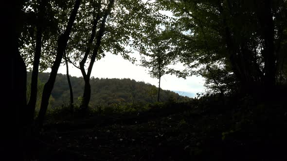 Trees Silhouette