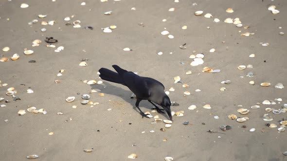 Crow search food at seashell beach.