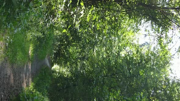 Vertical Video of a Forest with Trees in Ukraine