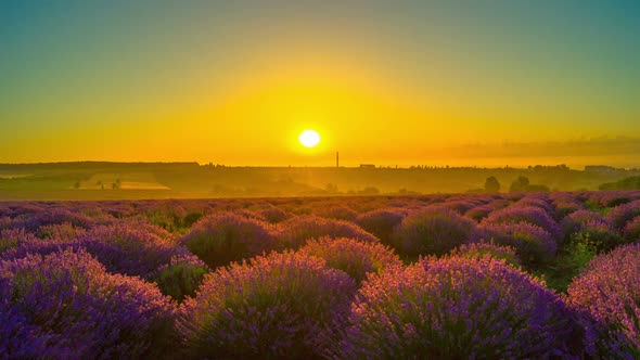 Sunrise Over A Field Of Lavender