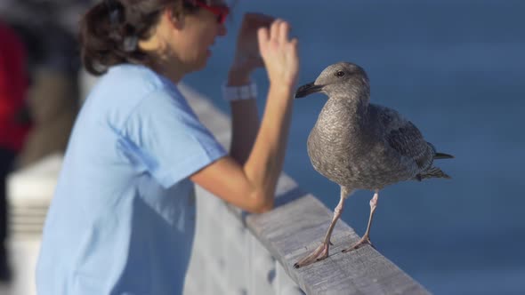 A gray seagull rests near the Pacific Ocean.