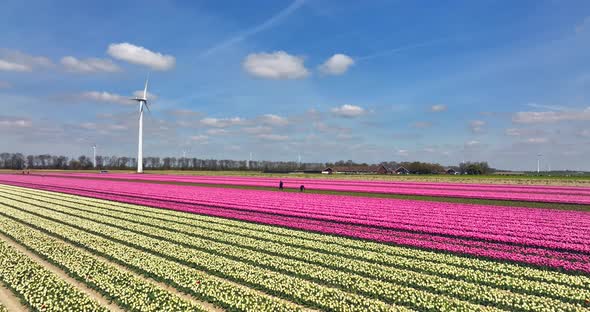 Row of Pink and White tulips and a wind turbine in Flevoland The Netherlands, Aerial view.