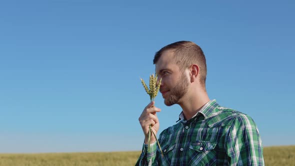 A Young Farmer Agronomist with a Beard Stands in a Field of Wheat Under a Clear Blue Sky and Holds a
