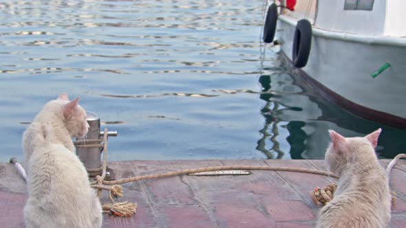 Two Cute White Cats Waiting On The Dock Looking At The Sea