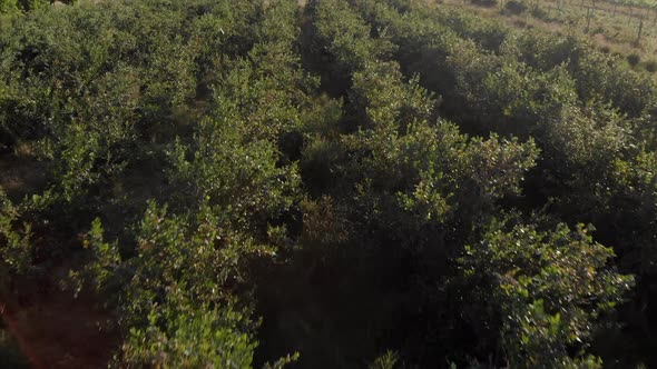 westham island, blueberry crops, blueberries, plants, earth, nature, winery