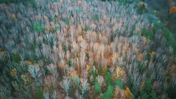 Autumn Trees Forest Landscape Aerial Shot, With Coniferous Wood Olden Foliage