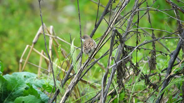 Common Whitethroat