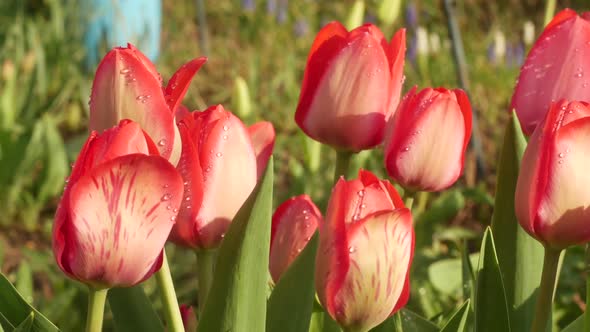 Beautiful Spring Tulips