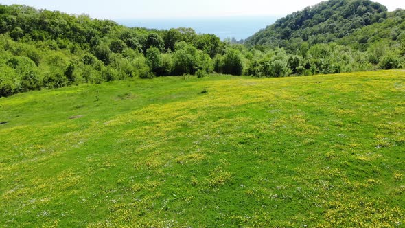 Aerial Drone Flight Over Green Forest. Travel Vacation Tourism. Nature Landscape. Birds Eye View