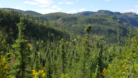 Large Green Forest With Hills