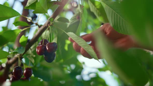 Gardener Hand Collecting Cherry in Sunlights on Green Ecological Farm Closeup