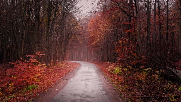 Foggy road through asphalt autumn forest, aerial view