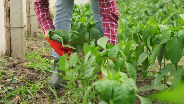 Slow Motion Gardener Weeding in Greenhouse Hand in Red Gloves Pulling Out Weeds