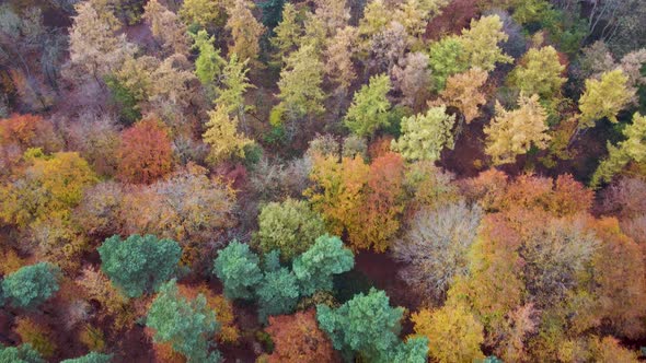 Aerial downward view of mixed autumn forest, Groesbeek, Gelderland, Netherlands.