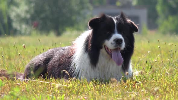A Border Collie Lies on Grass in a Meadow and Looks at the Camera - Closeup