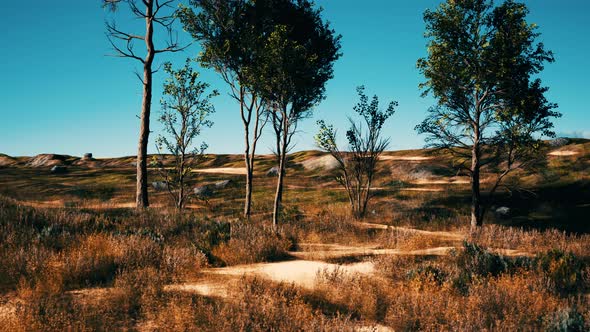 Trees on Patch of Grass with Among Pine Trees in the Middle of the Sand Dunes