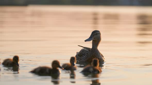 Wild Duck Family of Mother Bird and Her Chicks Swimming on Lake Water at Bright Sunset