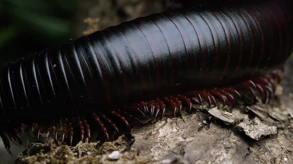 Macro shot of a giant African black millipede crawling by on some bark.