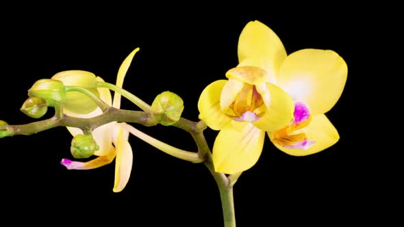 Blooming Yellow Orchid Phalaenopsis Flower