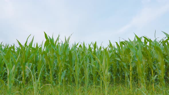 Cultivated Green Corn Field with Blue Sky