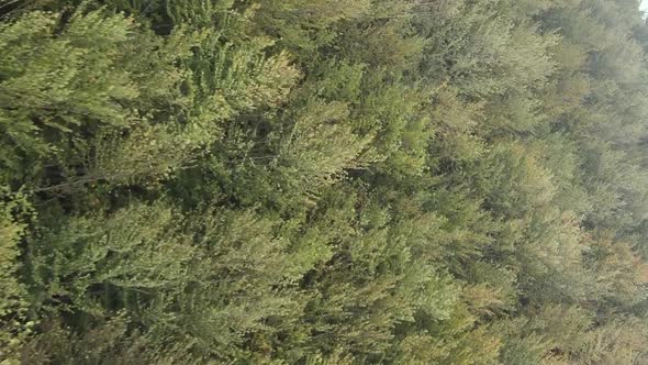 Vertical Video Aerial View of Trees in the Forest