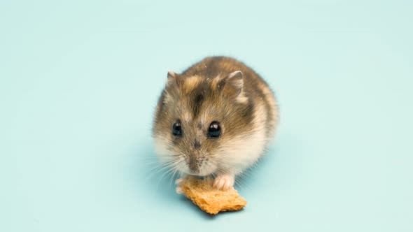 Closeup of a small funny miniature jungar hamster eating bread crums. Fluffy and cute