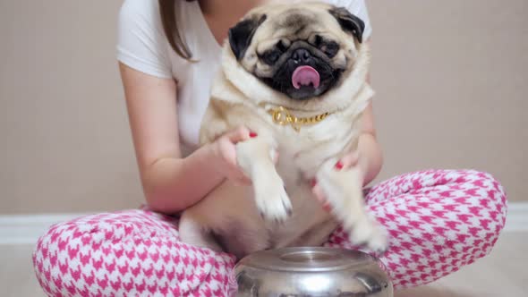 Funny Pug Dog Play with Paws on Pan Like a Drums with Her Owner