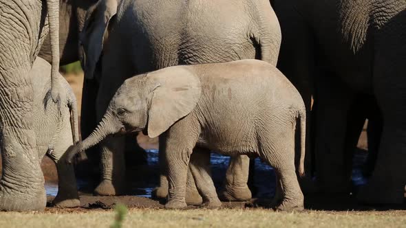 African Elephant Calves - South Africa