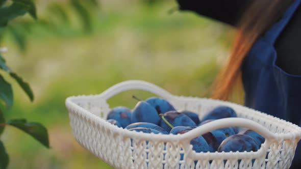 Portrait of Young Woman Picking Fresh Plums From the Tree and Put It Into the Basket Close Up Shot