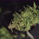 Growers Trim Cannabis Buds. The Sugar Leaves on Buds . Harvest Weed Time - VideoHive Item for Sale
