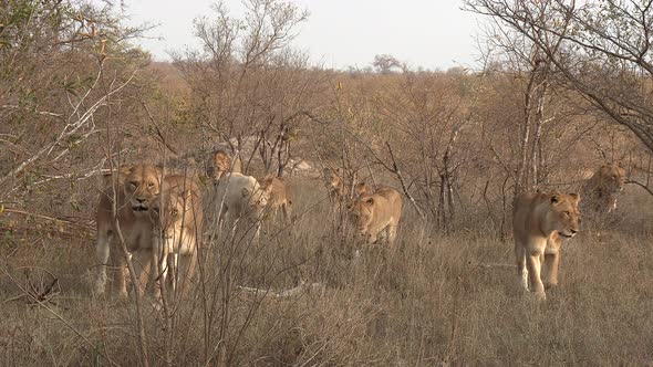 A pride of lions walk through the bushveld including two very rare white lions.