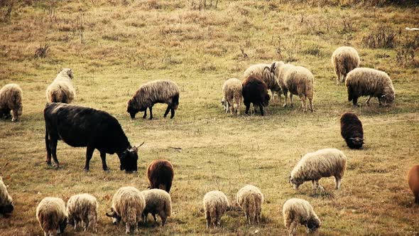 Herd of sheep eating grass in the field with some cows near them