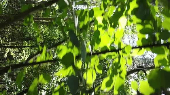 Vertical Video of Green Forest By Day