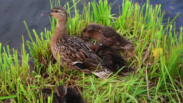 Duck Family