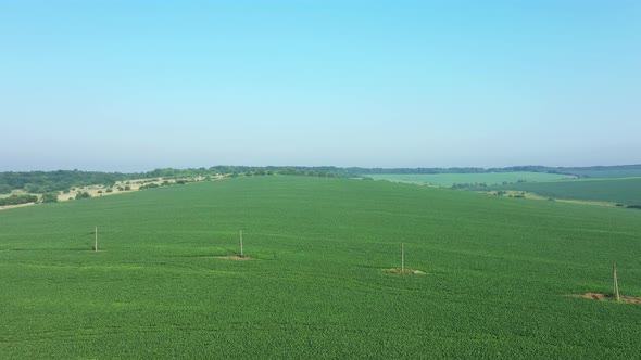 Aerial, Flight Above Rural Countryside Landscape With Growing Corn Field Morning Sunrise