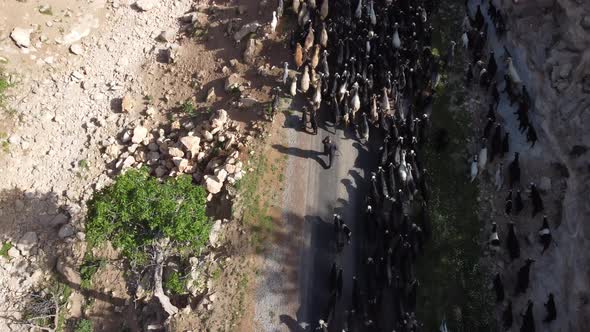 İmage Goat Herd with Drone