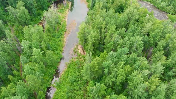 4K Drone Video of Cottonwood Tree Forest along Troublesome Creek near Denali State Park in Alaska on