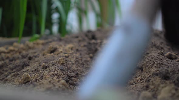 Female Hands Loosens the Humus with a Small Rake