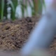 Female Hands Loosens the Humus with a Small Rake - VideoHive Item for Sale