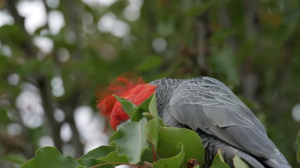 Gang Gang Cockatoo foraging food from a suburban street tree. CLOSE UP SHOT of the male eating the t