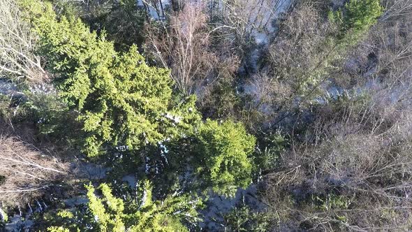 Mixed forest with spruce trees and birches, aerial winter view